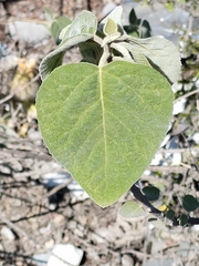 Cordia boissieri