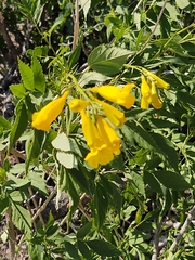 Tecoma stans