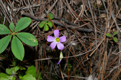 Oxalis hernandesii