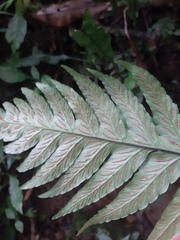 Diplazium cristatum