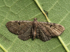 Eupithecia actaeata