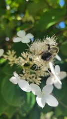 Bombus impatiens