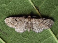 Eupithecia actaeata