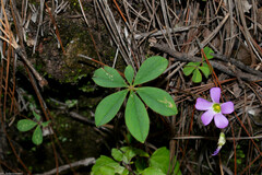 Oxalis hernandesii