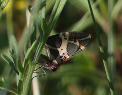 Stamnodes fervefactaria