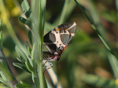 Stamnodes fervefactaria