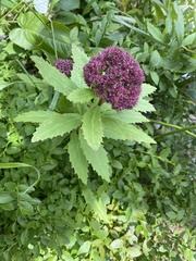 Hylotelephium telephium fabaria