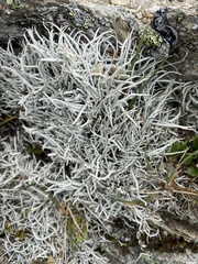 Thamnolia vermicularis