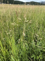 Poa subfastigiata