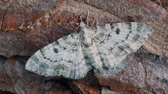 Eupithecia analoga
