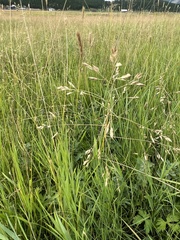 Poa subfastigiata