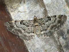 Eupithecia analoga