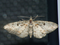Eupithecia analoga