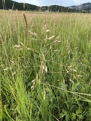 Poa subfastigiata