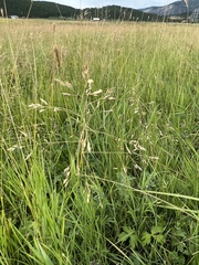 Poa subfastigiata