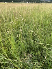 Poa subfastigiata