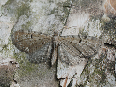 Eupithecia assimilata