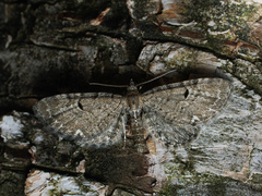 Eupithecia assimilata