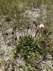 Erigeron lonchophyllus