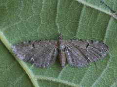 Eupithecia assimilata