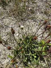 Erigeron lonchophyllus