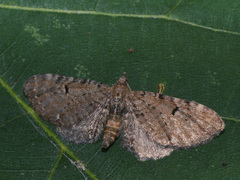 Eupithecia assimilata