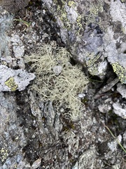 Alectoria ochroleuca