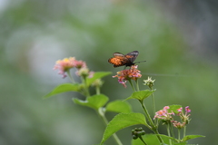 Acraea pseudegina