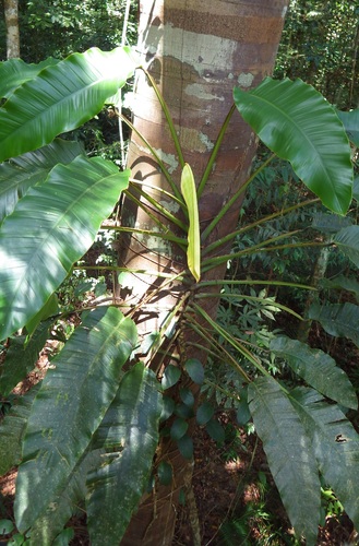 Epipremnum giganteum