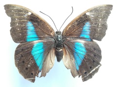 Archaeoprepona phaedra aelia