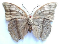Archaeoprepona phaedra aelia
