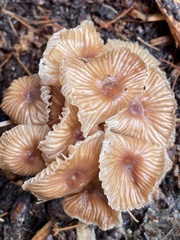 Gymnopus foetidus