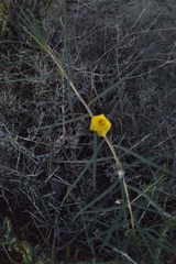 Talinum polygaloides