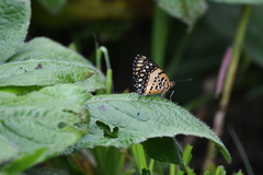 Byblia anvatara crameri