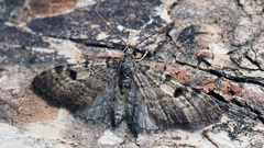 Eupithecia conterminata