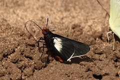 Pyrrhopygopsis socrates
