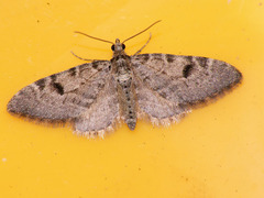 Eupithecia conterminata