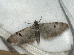 Eupithecia conterminata