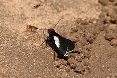 Pyrrhopygopsis socrates