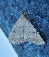 Zanclognatha dentata