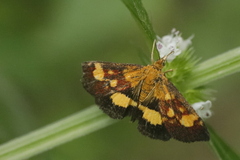 Pyrausta falcatalis