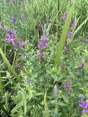 Lythrum salicaria