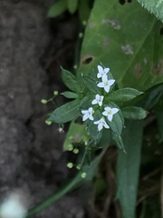 Galium rivale