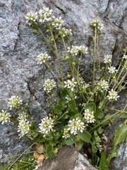 Cochlearia tatrae