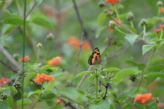 Byblia anvatara crameri