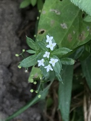 Galium rivale