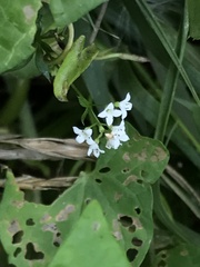 Galium rivale