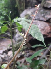 Begonia fruticosa