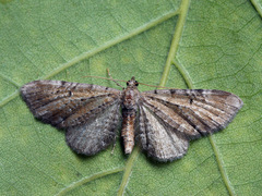 Eupithecia denotata