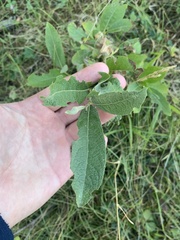 Salix appendiculata